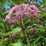 Eutrochium maculatum 'Atropurpureum' Fläckflockel