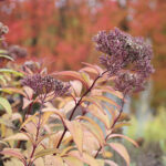 Eutrochium maculatum 'Atropurpureum' Fläckflockel
