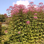 Eutrochium maculatum 'Atropurpureum' Fläckflockel