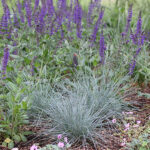 Festuca glauca 'Elijah Blue' Blåsvingel