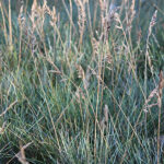 Festuca glauca 'Elijah Blue' Blåsvingel