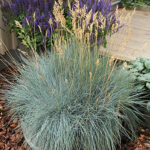 Festuca glauca 'Elijah Blue' Blåsvingel