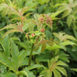 Filipendula rubra 'Venusta' 2L Amerikanskt älggräs