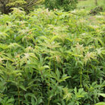 Filipendula rubra 'Venusta' 2L Amerikanskt älggräs