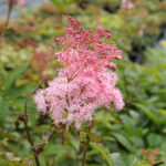 Filipendula rubra 'Venusta' 2L Amerikanskt älggräs