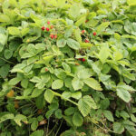 Fragaria vesca 'Rödluvan' Smultron