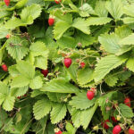 Fragaria vesca 'Rödluvan' Smultron