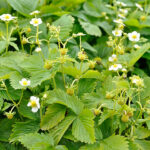 Fragaria vesca var. semperflorens 'Snövit' Månadssmultron