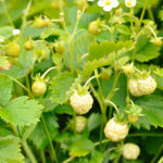Fragaria vesca var. semperflorens 'Snövit' Månadssmultron