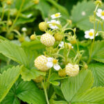 Fragaria vesca var. semperflorens 'Snövit' Månadssmultron