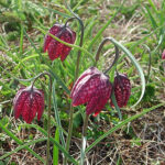 Fritillaria meleagris Kungsängslilja