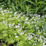 Galium odoratum Myskmadra