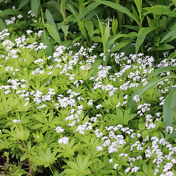 Galium odoratum Myskmadra