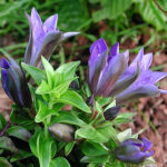 Gentiana septemfida lagodechiana Kaukasisk fransgentiana