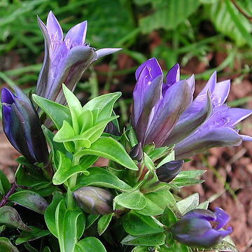 Gentiana septemfida lagodechiana Kaukasisk fransgentiana