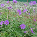 Geranium 'Brookside' Trädgårdsnäva