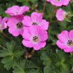 Geranium Cinereum-Gr. JOLLY JEWEL HOT PINK 'Noortjjhpi' Silkesnäva