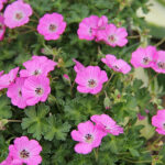 Geranium Cinereum-Gr. JOLLY JEWEL HOT PINK 'Noortjjhpi' Silkesnäva
