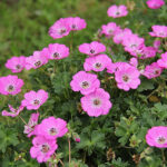 Geranium Cinereum-Gr. JOLLY JEWEL HOT PINK 'Noortjjhpi' Silkesnäva