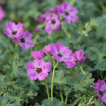 Geranium Cinereum-Gr. JOLLY JEWEL LILAC 'Noortlil' Silkesnäva