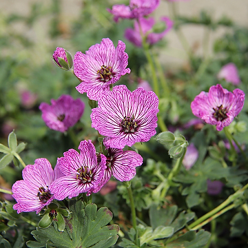 Geranium Cinereum-Gr. JOLLY JEWEL LILAC 'Noortlil' Silkesnäva