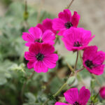 Geranium Cinereum-Gr. JOLLY JEWEL RED 'Noortred' Silkesnäva