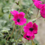 Geranium Cinereum-Gr. JOLLY JEWEL RED 'Noortred' Silkesnäva