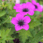 Geranium DRAGON HEART 'Bremdra' Trädgårdsnäva