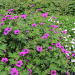 Geranium DRAGON HEART 'Bremdra' Trädgårdsnäva