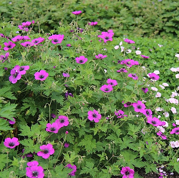Geranium DRAGON HEART 'Bremdra' Trädgårdsnäva