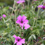 Geranium 'Elworthy Eyecatcher' Trädgårdsnäva