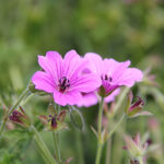 Geranium 'Elworthy Eyecatcher' Trädgårdsnäva