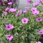 Geranium 'Elworthy Eyecatcher' Trädgårdsnäva