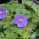 Geranium 'Johnson's Blue' Trädgårdsnäva