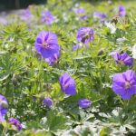 Geranium 'Johnson's Blue' Trädgårdsnäva