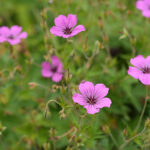 Geranium 'Patricia' Trädgårdsnäva