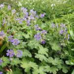 Geranium 'Philippe Vapelle' Nätnäva