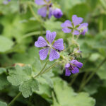 Geranium 'Philippe Vapelle' Nätnäva