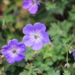 Geranium ROZANNE 'Gerwat' Trädgårdsnäva