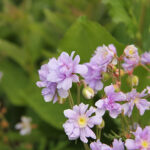 Geranium SUMMER SKIES 'Gernic' Ängsnäva