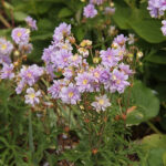 Geranium SUMMER SKIES 'Gernic' Ängsnäva