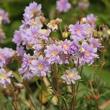 Geranium SUMMER SKIES 'Gernic' Ängsnäva