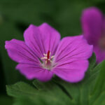 Geranium 'Tiny Monster' Trädgårdsnäva