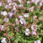 Geranium cantabrigiense 'Biokovo' Liten flocknäva