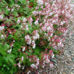 Geranium cantabrigiense 'Biokovo' Liten flocknäva