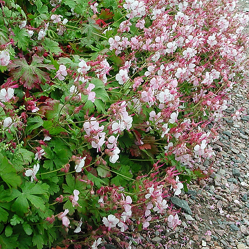 Geranium cantabrigiense 'Biokovo' Liten flocknäva