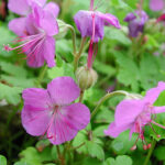 Geranium cantabrigiense 'Karmina' Liten flocknäva