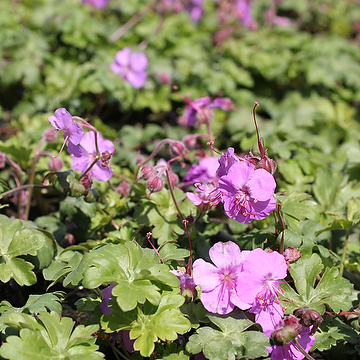 Geranium cantabrigiense 'Karmina' Liten flocknäva