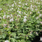Geranium cantabrigiense 'St Ola' Liten flocknäva