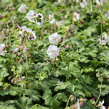 Geranium cantabrigiense 'St Ola' Liten flocknäva
